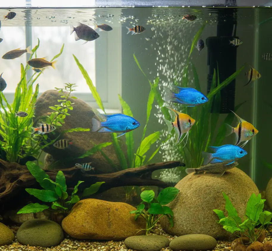 Freshwater Fish