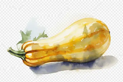Squash